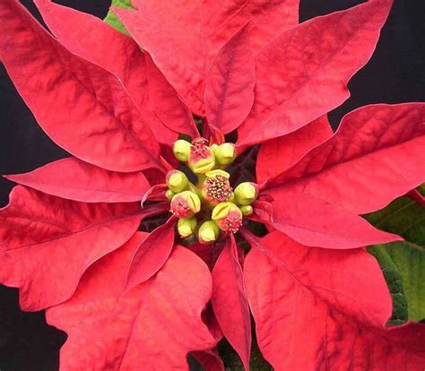 Poinsettia Euphorbia Pulcherrima Guide Our House Plants