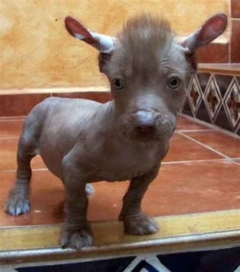 Xoloescuincle: ¿Por qué es tan único el perro mexicano?
