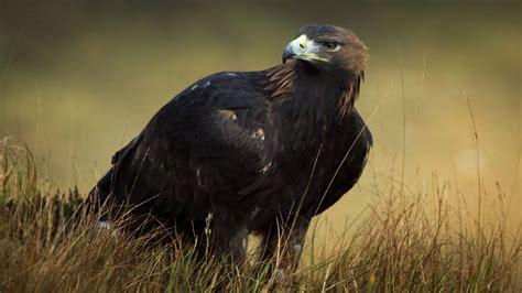 Wild Ireland The Edge Of The World Irish Mirror Online