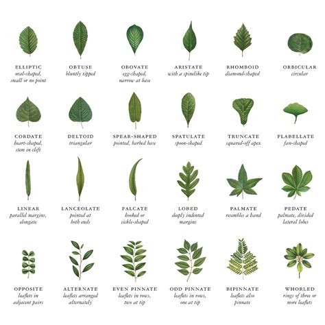 Different Types Of Tree Leaves With Names