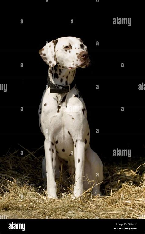 Dalmatian Stock Photo Alamy