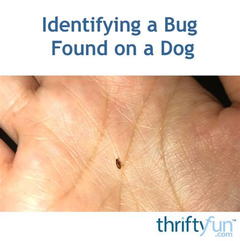 Identifying A Bug Found On A Dog Thriftyfun