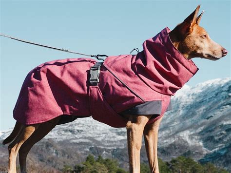 Best Dog Coats To Keep Pup Warm, Dry and Stylish