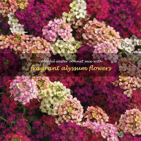 Colorful Easter Bonnet Mix With Fragrant Alyssum Flowers | ShunCy