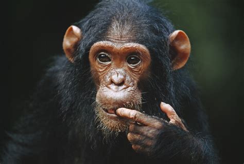 Kingdom of The Apes - National Geographic Channel - Abu Dhabi Photos ... 