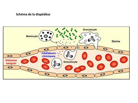 PPT Thème 3A Chapitre 1 La réaction inflammatoire un exemple de