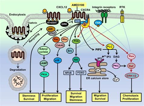 A Schematic Of The Cxcl12cxcr4 Signaling Pathways Abbreviations Er