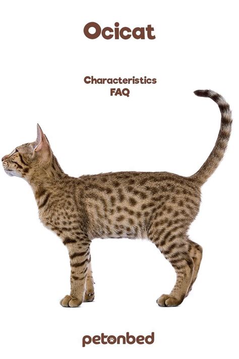 Ocicat Cat Breed Profile, Characteristics & Breeders | Cat breeds, Ocicat, Cat aesthetic