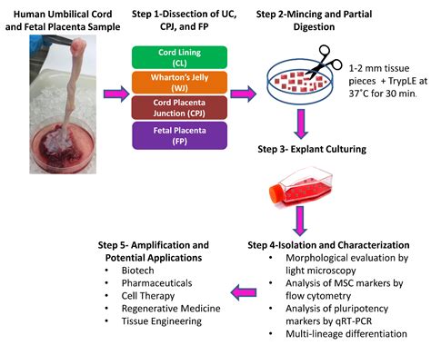 Isolation And Characterization Of Mesenchymal Stromal Cells From Human