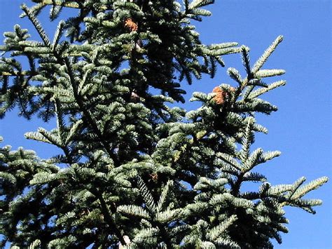 Shasta Red Fir