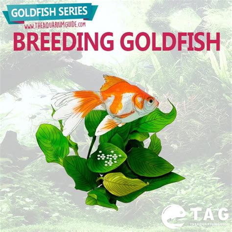 Goldfish Series - Breeding Goldfish | The Aquarium Guide