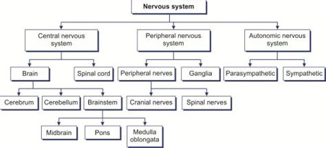 Peripheral Nervous System Flowchart