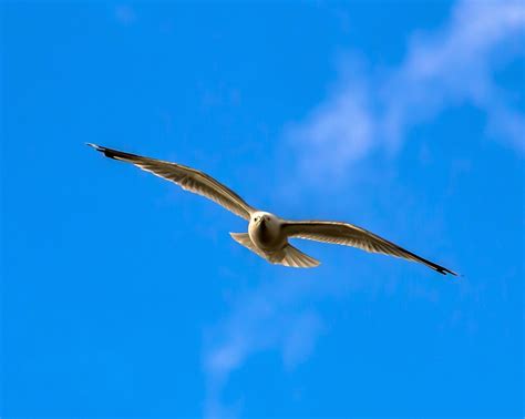 Fotos gratis naturaleza pájaro ala animal ave marina mosca