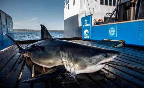 Tracker Shows Great White Shark Near Longboat Key Florida Bradenton