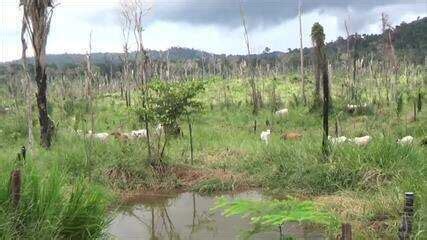 V Deo Imagens Mostram Invas Es Em Terra Ind Gena Em Rond Nia