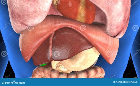 D Ha Reso L Illustrazione Dell Anatomia Di Una Forma Umana Con Gli