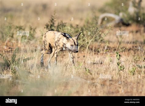 African wild dog hunting Stock Photo - Alamy