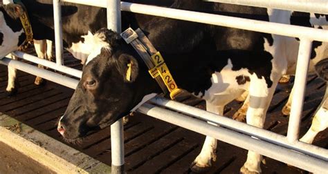 Artificial Intelligence Improves Welfare Of Cows Wur