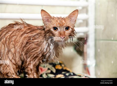 Cute wet cat after a bath. Kitten wrapped in a towel. Dissatisfied pet ...