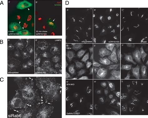 Rab6 Regulates Both ZW10 RINT 1 And Conserved Oligomeric Golgi Complex