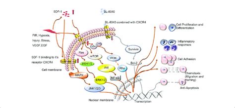 Schematic Diagram Of Intracellular Signal Transduction Pathways