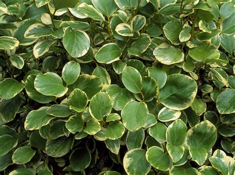 Griselinia Littoralis Variegata Stock Image C0095920 Science