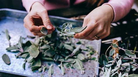 Ces Plantes M Dicinales Qu Il Faut Absolument Avoir Chez Soi Pour Se