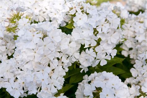 Phlox Paniculata White Flame Bbc Gardeners World Magazine