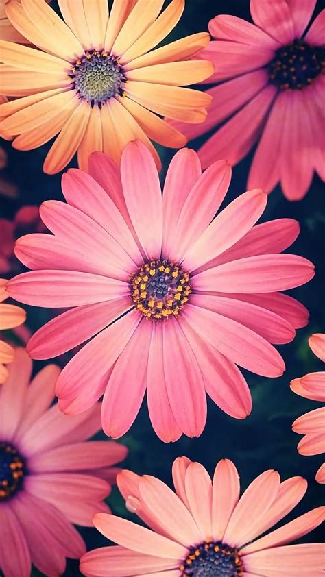 Aggregate More Than 77 Pink Daisy Wallpaper Super Hot Vn