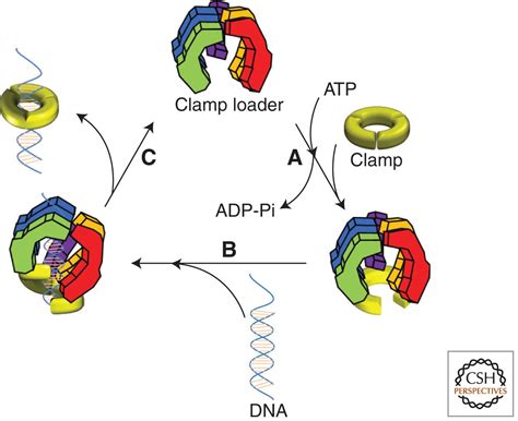 Replication Clamps And Clamp Loaders