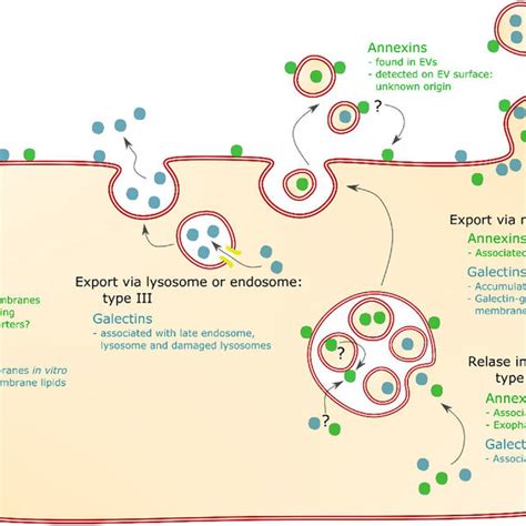 Pathways For Unconventional Secretion Of Galectins And Annexins Direct