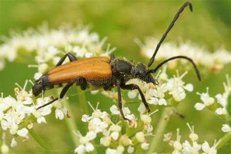 Closeup On A Tawny Longhorn Beetle Paracorymbia Fulva On The White