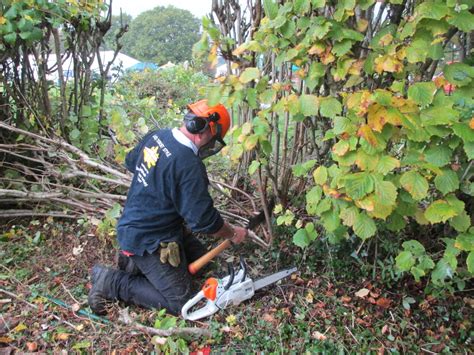 National Hedgelaying Championships 2015 Dorset Hedgelayer