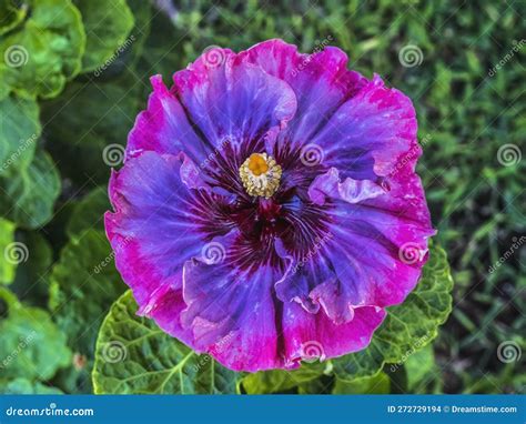 Pink Blue Dark Princess Tropical Hibiscus Flower Waikiki Oahu Hawaii