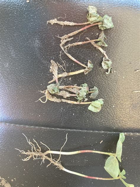 Row Crop Disease Update Ben Hill County Ag