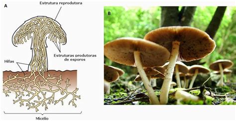 Ciência 101 Reino Fungi Introdução E Características Gerais