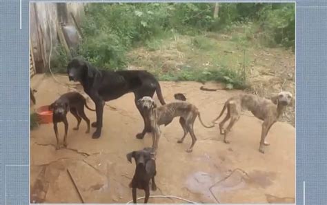 Sem alimento água e magreza extrema cães são resgatados em Uberaba