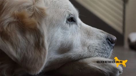 Quanto Tempo um Golden Retriever Pode Ficar Sozinho O Dilema da Solidão