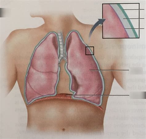 Pleurae Diagram Diagram Quizlet