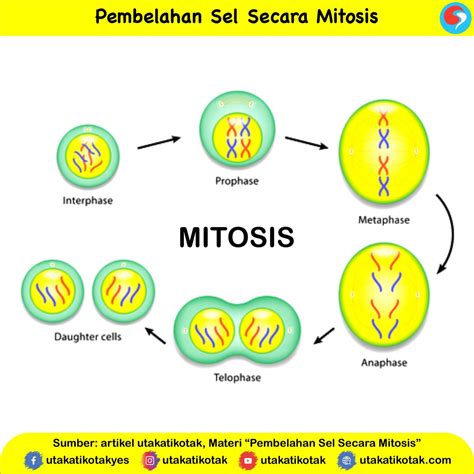 Pembelahan Sel Secara Mitosis UtakAtikOtak