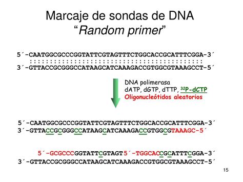 Ppt Clonaci N De Fragmentos De Dna Powerpoint Presentation Free