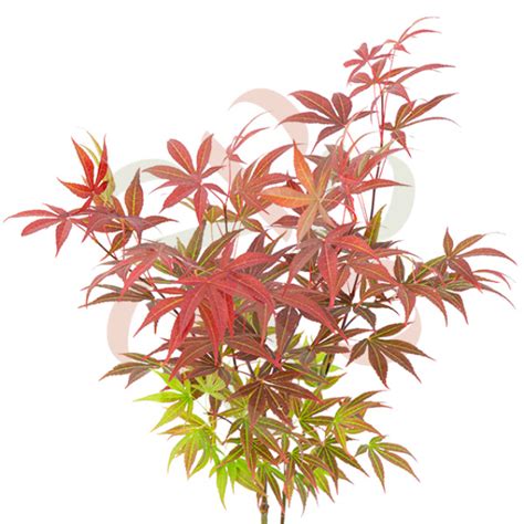 Acer Palmatum Shogun Rable Du Japon Palmatia Plantes