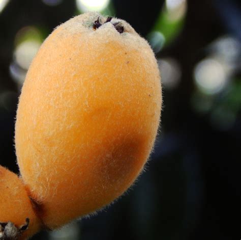 Early Loquat Fruit | The Survival Gardener