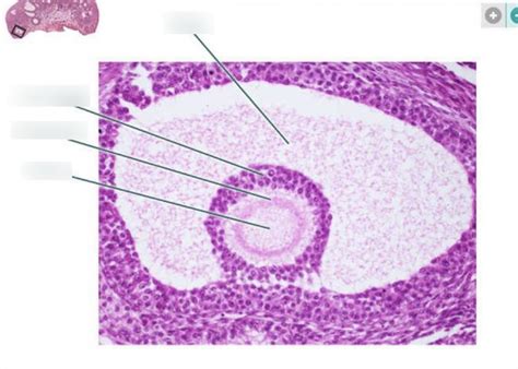 A P 2 Lab Exam 3 Histology 13 Diagram Quizlet