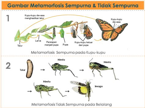 Pertumbuhan dan Perkembangan Hewan, Materi Lengkap - Generasi Biologi