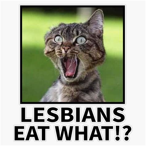 Amazon Com Lesbians Eat What Funny Cat Meme Sticker Bumper Sticker