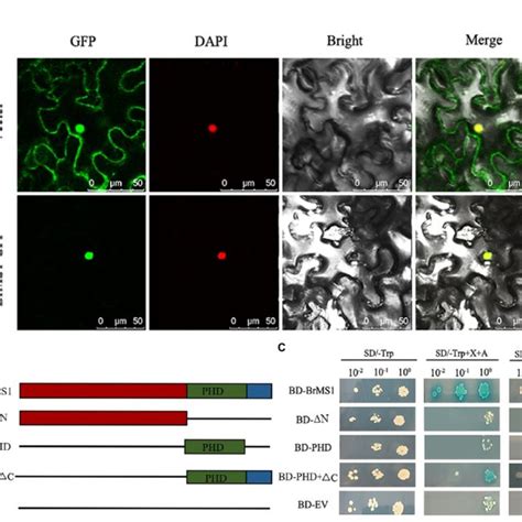 Subcellular Localization And Transcriptional Activation Assay Of The Download Scientific