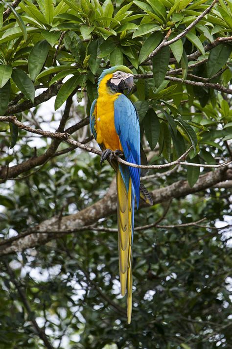 The Beautiful Wild Macaw Photograph by Brian Kamprath