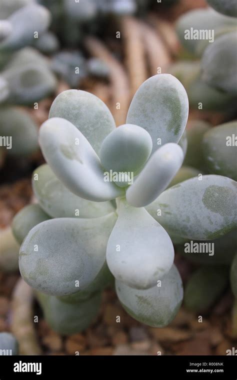 Mexican Blue Haze Pachyphytum Sugaralmond Plant Moonstone Cultivated