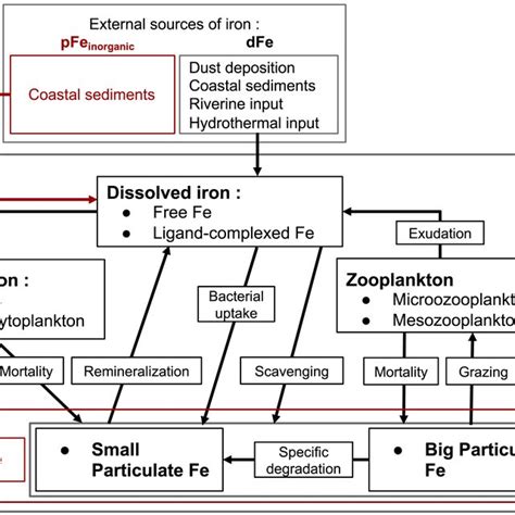 Schematic Of The Iron Cycle In The Biogeochemical Model Pisces Aumont